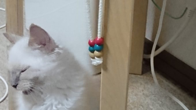 顔を横にそむけるラグドールの子猫。