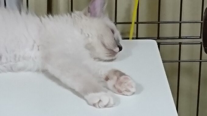 ラグドールの子猫の寝顔。