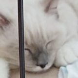 ラグドールの子猫が伏せの体制で眠っている所。