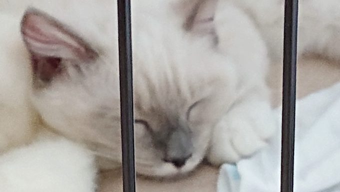 ラグドールの子猫が伏せの体制で眠っている所。