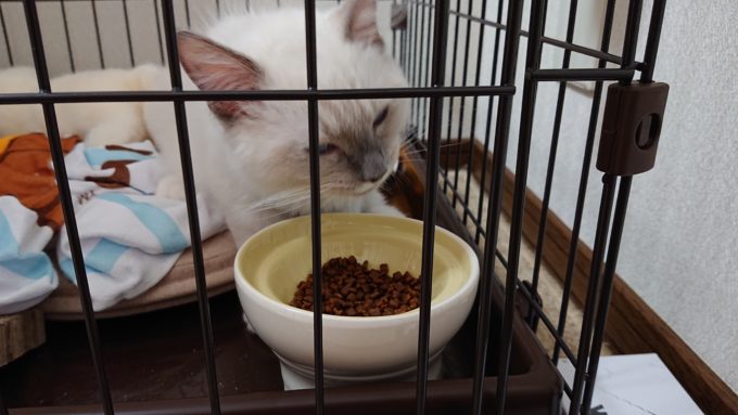 ラグドールの子猫がキャットフードを食べている所。