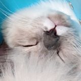 カラーを着けて眠る猫の顔のアップ写真です。