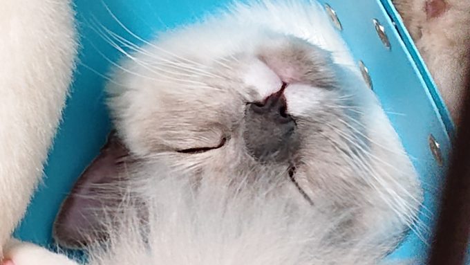 カラーを着けて眠る猫の顔のアップ写真です。