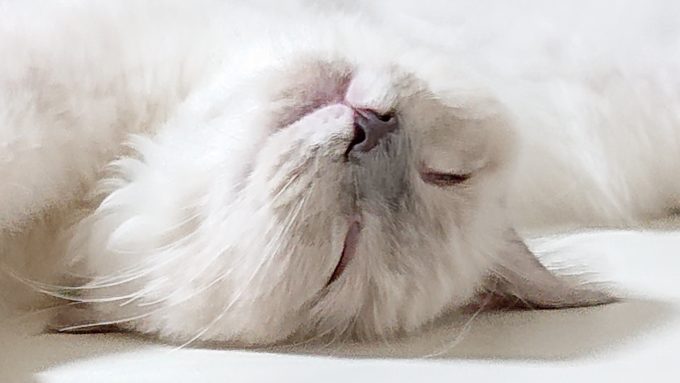 ひっくり返って眠るラグドールの子猫。顔部分のアップ写真。