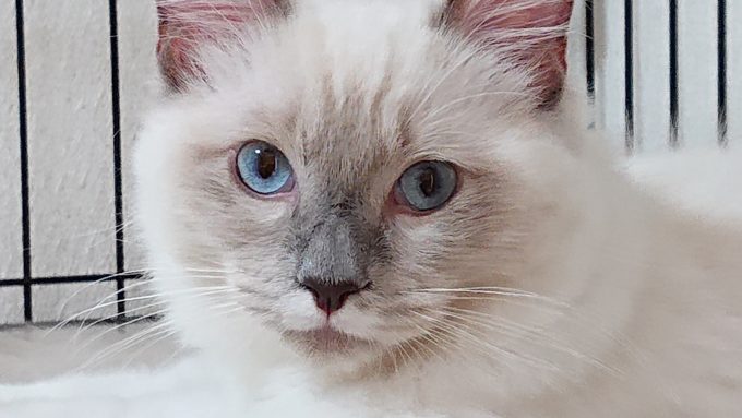 2018年09月02日10時37分53秒撮影のプリューシュ。ラグドールの子猫、正面から撮影した写真。