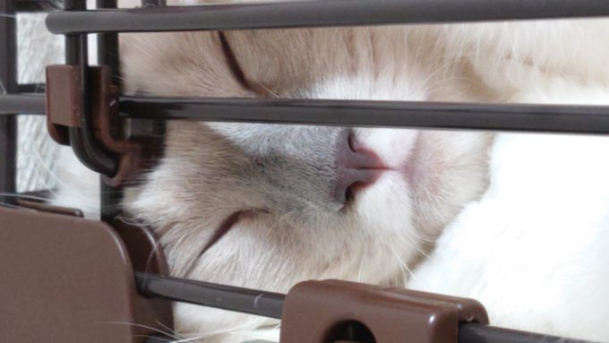 横向きで眠るラグドールの子猫。少し気難しい表情をした写真。