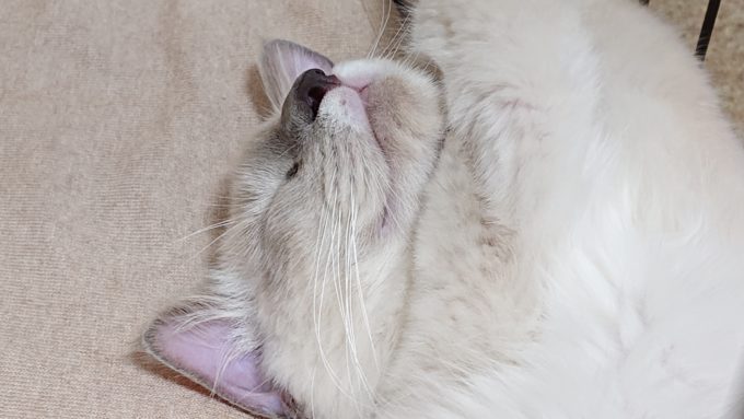 幸せそうに眠るラグドールの子猫、プリューシュ。2018年09月16日15時32分53秒撮影。