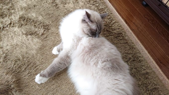 2020年04月07日12時01分27秒撮影のプリューシュ。ラグドール・ブルーポイントミテッドの猫。