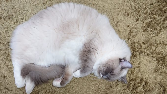 2020年02月21日13時53分41秒撮影のプリューシュ。ラグドール・ブルーポイントミテッドの猫。
