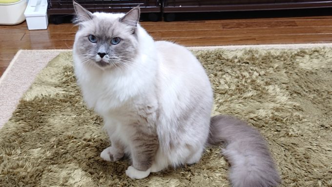 ラグドール・ブルーポイントミテッドの猫。