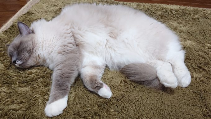 2020年03月06日12時42分07秒撮影のプリューシュ。ラグドール・ブルーポイントミテッドの猫。