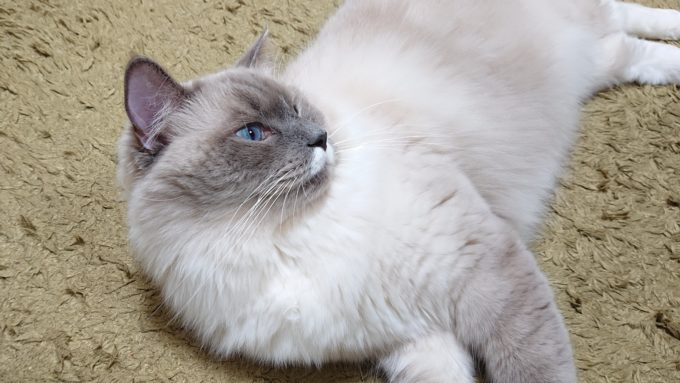 2020年01月28日13時07分50秒撮影のプリューシュ。ラグドール・ブルーポイントミテッドの猫。