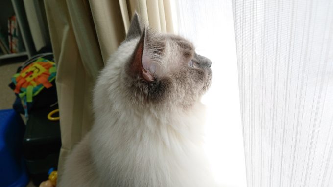 2020年05月03日11時21分16秒撮影のプリューシュ。ラグドール・ブルーポイントミテッドの猫。