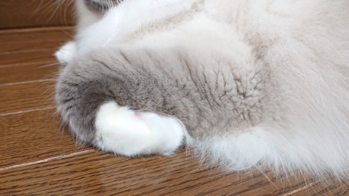 2020年04月17日21時57分33秒撮影のプリューシュ（前足）。ラグドール・ブルーポイントミテッドの猫。