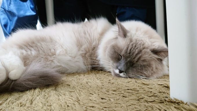 ラグドール・ブルーポイントミテッドの猫。