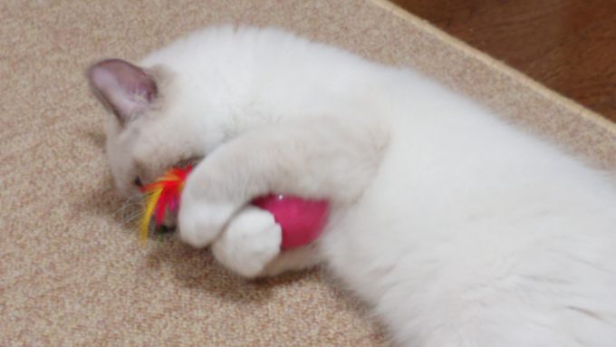 キャティーマン　七転び八起きをけりぐるみとして遊ぶ猫、2018年09月03日09時20分17秒