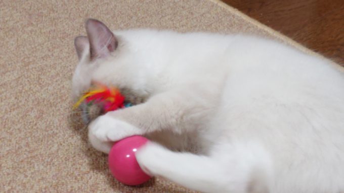 キャティーマン　七転び八起きをけりぐるみとして遊ぶ猫、2018年09月03日09時20分18秒撮影。