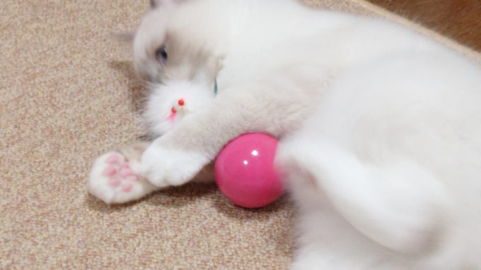 キャティーマン　七転び八起きをけりぐるみとして遊ぶ猫、2018年09月03日09時20分31秒撮影。