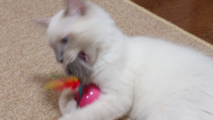 キャティーマン　七転び八起きで遊ぶ猫、2018年09月03日09時20分16秒撮影