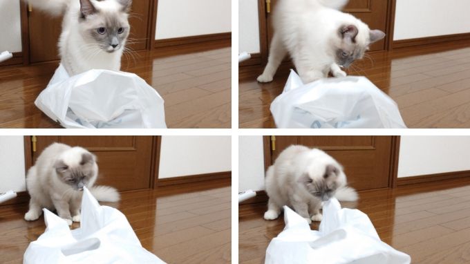 レジ袋に興味を持った猫が、近寄って噛みついている場面の画像。