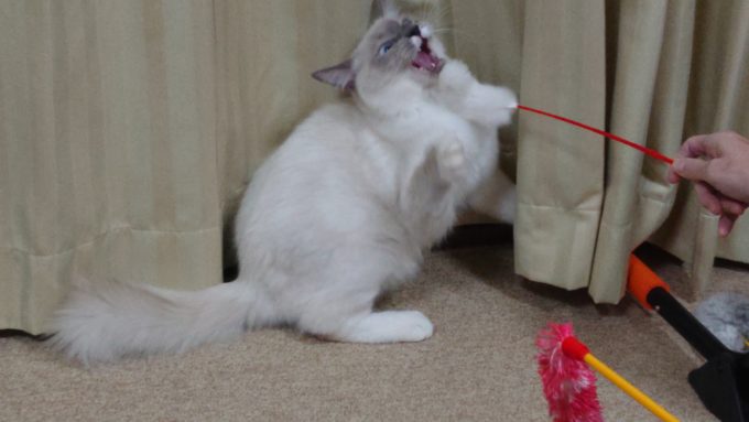 2個のおもちゃで遊んでいる猫。白い猫じゃらしに噛みついている写真。