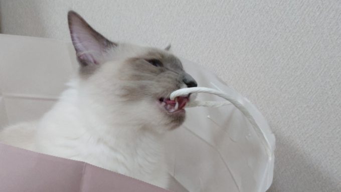 紙袋の持ち手に噛みついている猫の画像。
