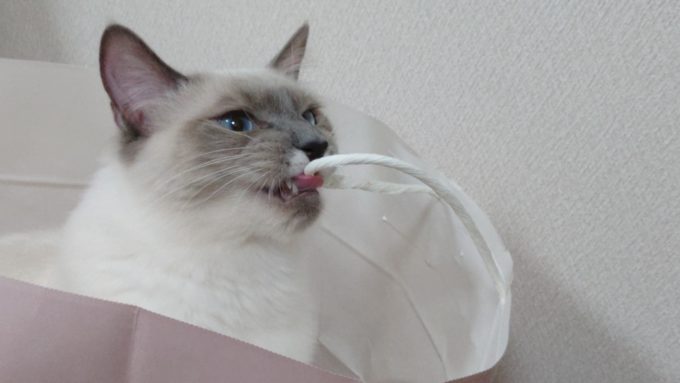 紙袋の持ち手に噛みつき、遂には舐めている猫の画像。