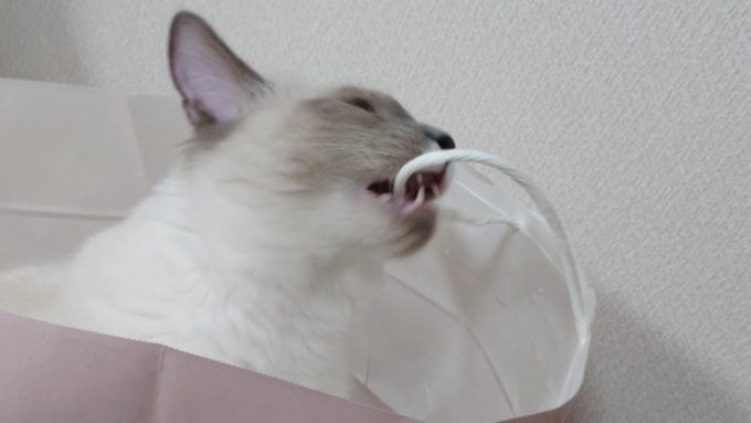 何度でも紙袋の持ち手を噛もうとする猫の画像。