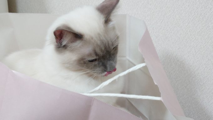 紙袋の持ち手を眺める猫の画像。