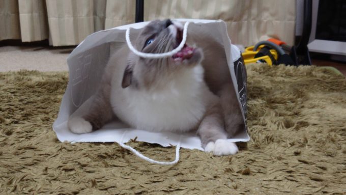 紙袋の持ち手に噛みつく猫。大きな口を開けている時の画像。
