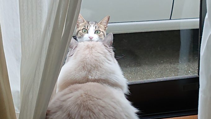 野良猫と見つめ合っているプリューシュの画像。