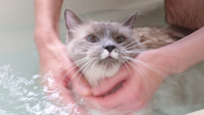 猫にお風呂を慣れさせている時の写真。顎を洗っている。