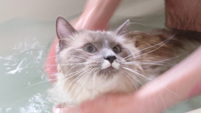 猫にお風呂を慣れさせている時の写真。胸元を洗われるプリューシュ。