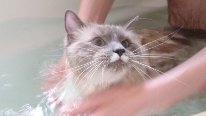 猫にお風呂を慣れさせている時の写真。首元を洗っている。