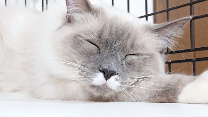 安心して眠るラグドールのプリューシュの画像。
