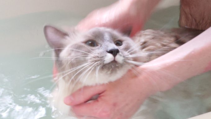お風呂で洗われるプリューシュ。体毛をしっかりと洗ってもらっている時の画像。