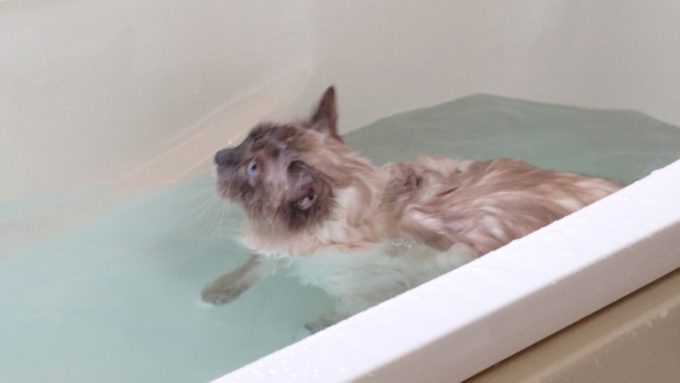 湯船の中で犬かきをしているプリューシュの画像。