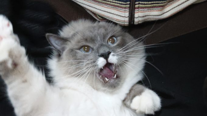今まさに噛みつこうとする猫の画像。口が開いて牙が見えている。