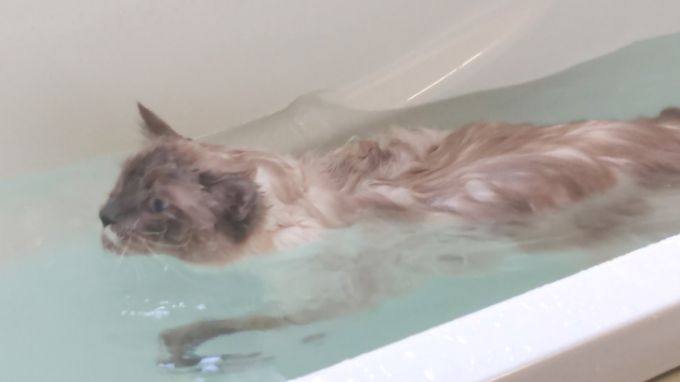湯船の中で犬かきをしているプリューシュの画像。
