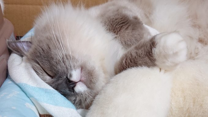 快適に眠る、プリューシュ。猫用ベッドの中に収まっている。