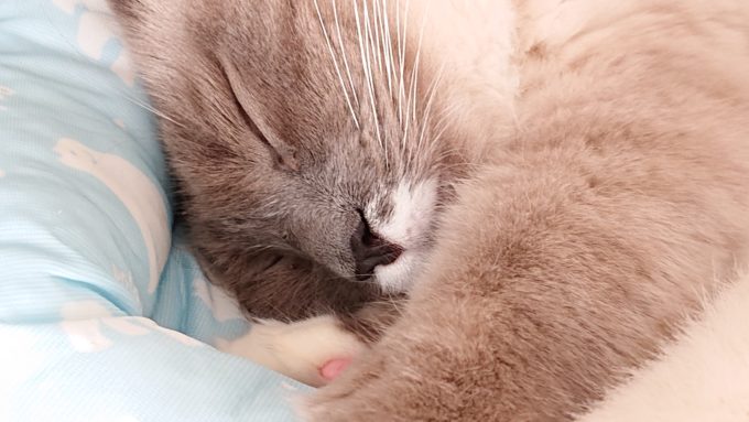 猫用ベッドで眠るプリューシュ。ラグドール・ブルーポイントミテッドの猫である。
