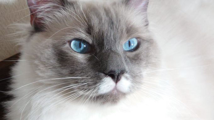 ラグドールのプリューシュ。ブルーポイントミテッドの猫。