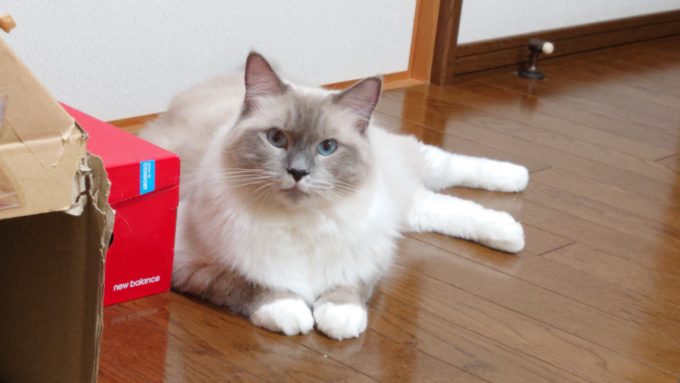 箱の横に身を寄せるラグドール。ブルーポイントミテッドの猫。
