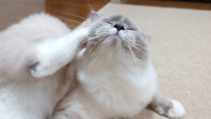 右耳を掻くラグドール・ブルーポイントミテッドの猫。