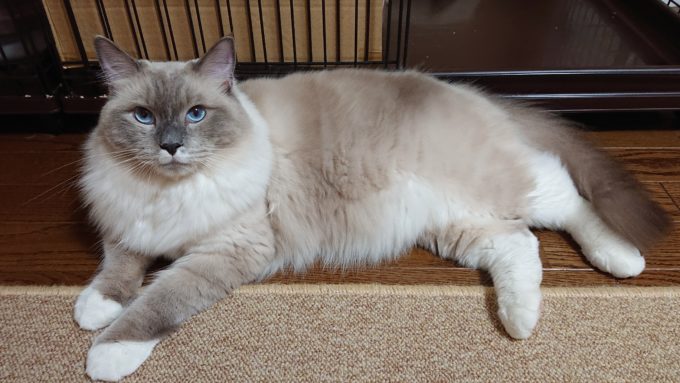 横たわるラグドール。ブルーポイントミテッドの猫。