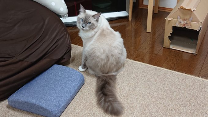 振り向いたラグドール。ブルーポイントミテッドの猫。