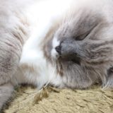 眠りこけるラグドール。ブルーポイントミテッドの猫。