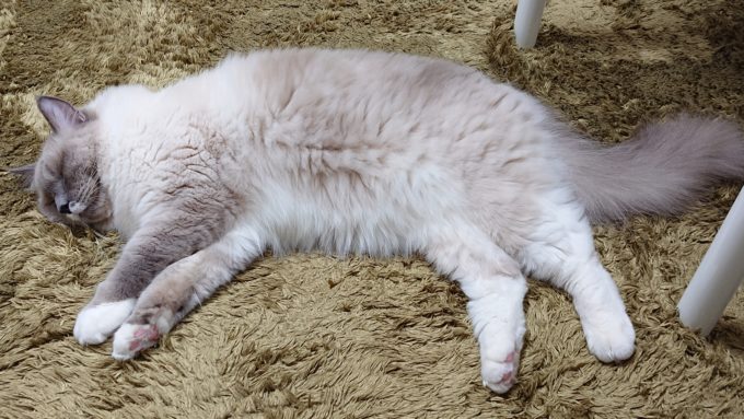 身体を横たえて眠る猫。