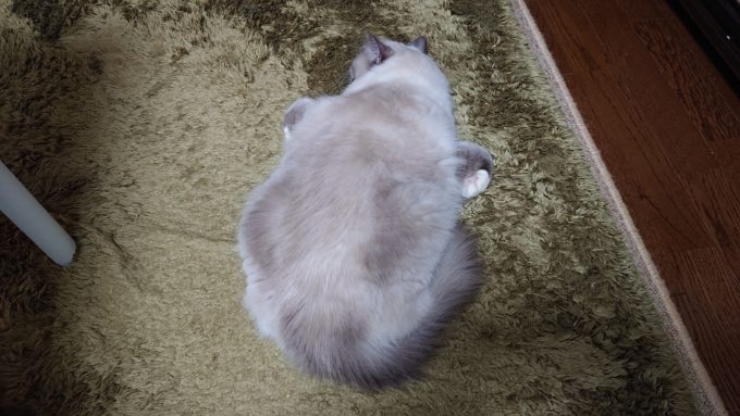 身体を伏せて、前足を丸めて眠る猫。