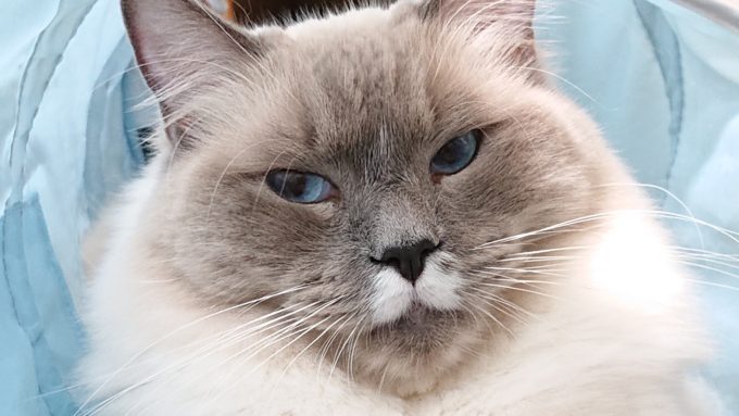 ご機嫌斜めのプリューシュ。ラグドール・ブルーポイントミテッドの猫。